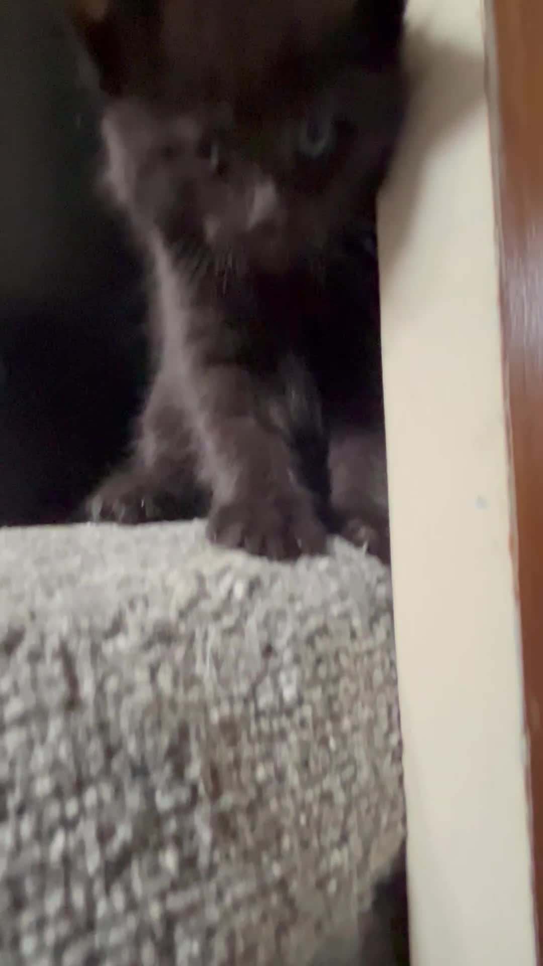 American Wirehair cats for sale: American wirehair/Long hair kittens for sale  - Video 3