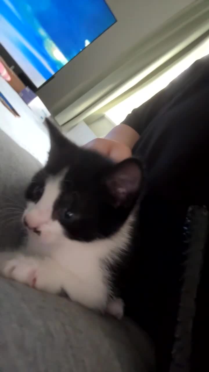 Mixed Breed cats for sale: Black and white mixed breed kitten - Video 3