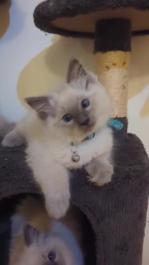 Ragdoll cats for sale:  Ragdoll kittens  - Video 3