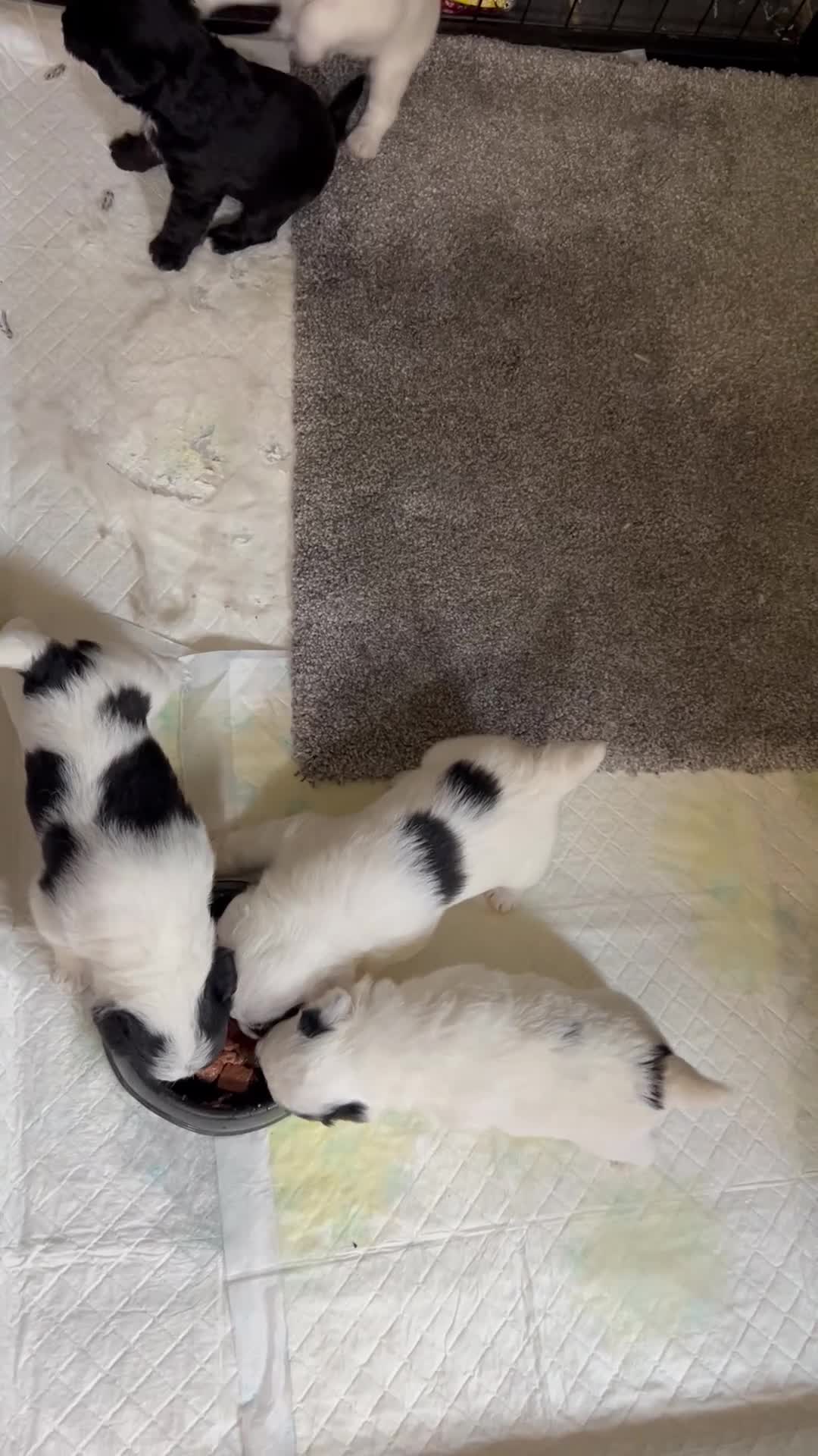Jackapoo dogs for sale: Jackapoo  - Video 2
