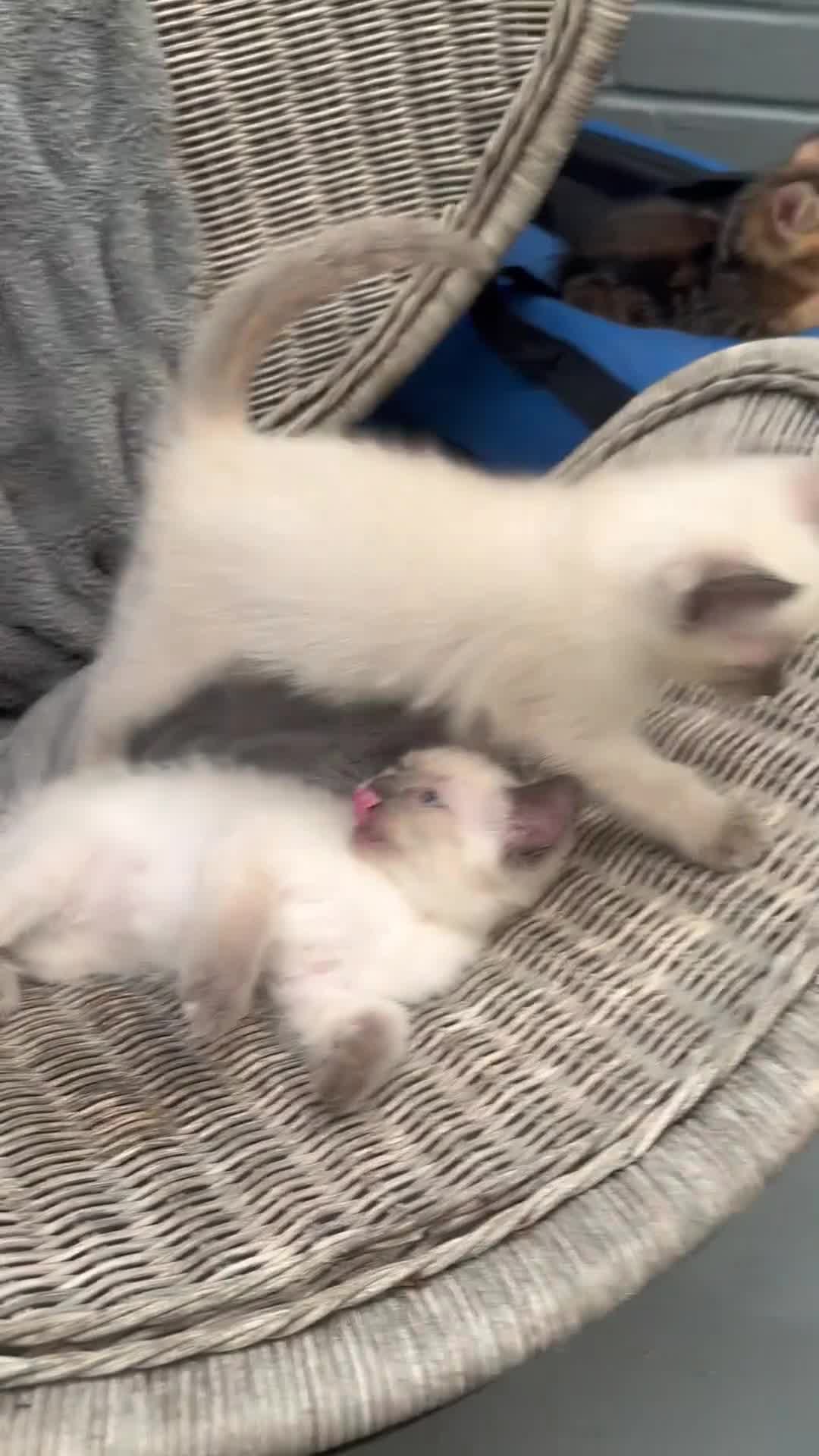 Ragdoll cats for sale: Ragdoll Kittens - Video 2