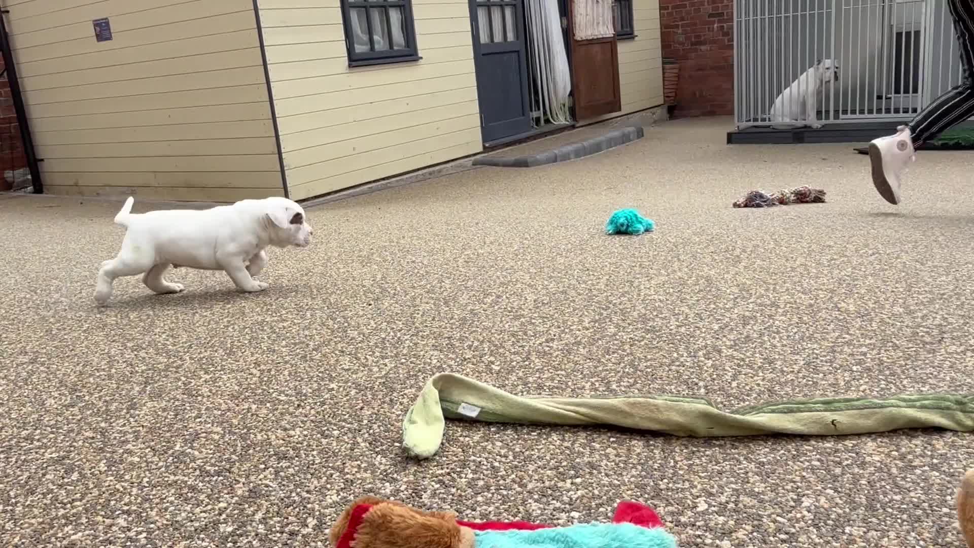 Olde English Bulldogge dogs for sale: Olde English Bulldogge puppies - Video 1