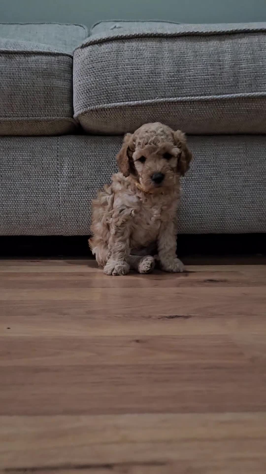 Cockapoo dogs for sale: Male Cockapoo F2 - Video 1