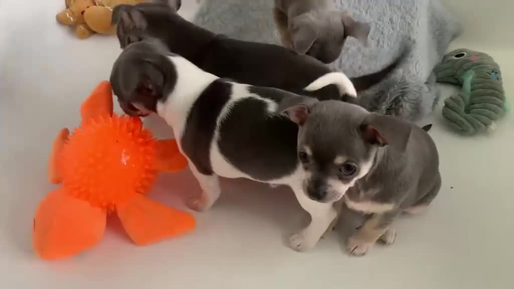 Chihuahua dogs for sale: Last beautiful boy !  blue tri chihuahua pup male - Video 1