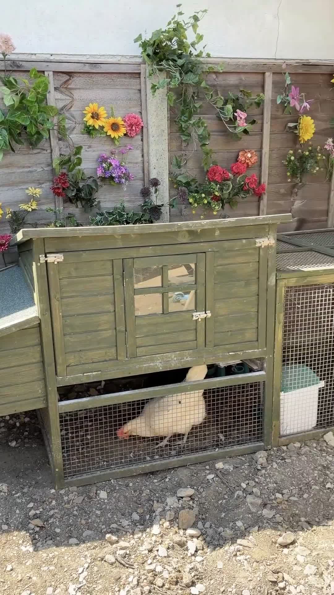 Hens poultry for sale: Hens, Coop, Feed, Accessories in London - Video 1