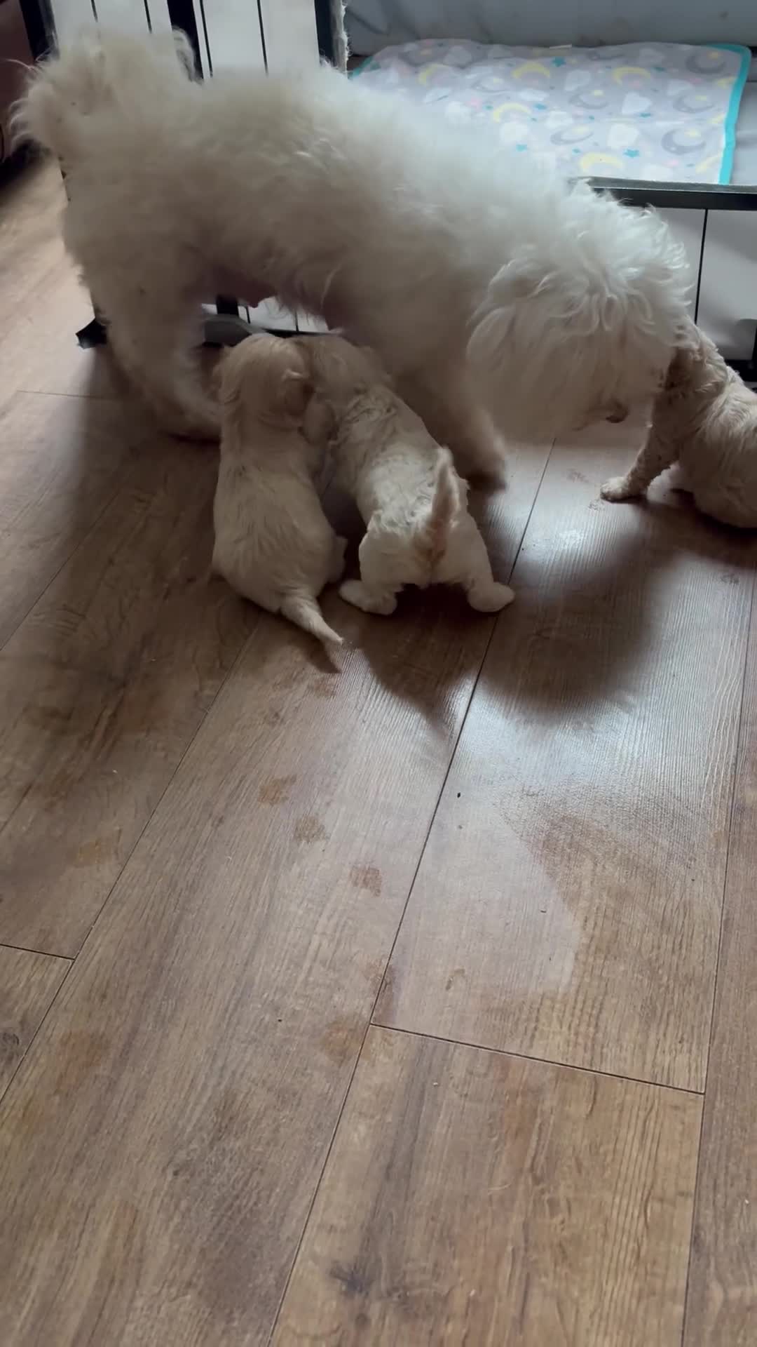 Maltipoo dogs for sale: 2 maltipoo boys left in Alfreton - Video 1