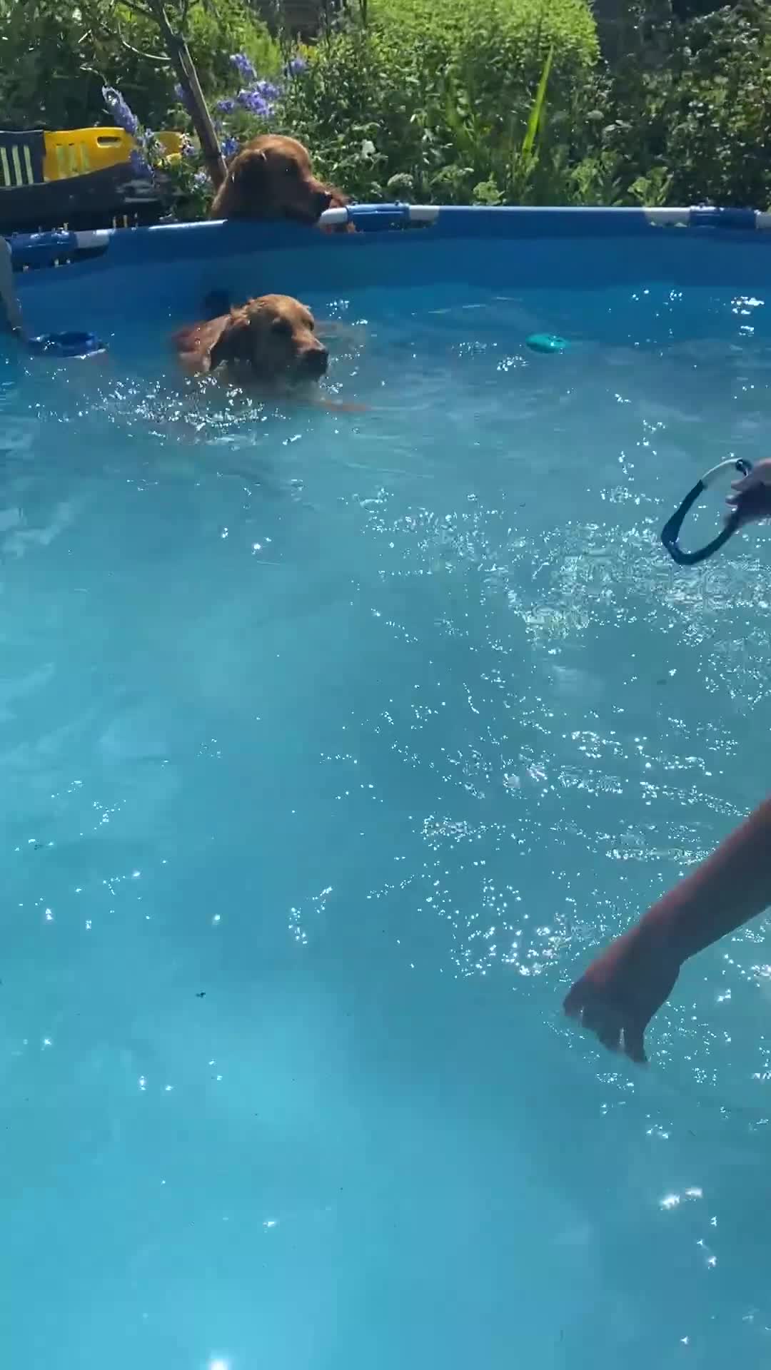 Golden Retriever dogs for sale: Kc pedigree golden retrievers (fox red  in Malton - Video 1