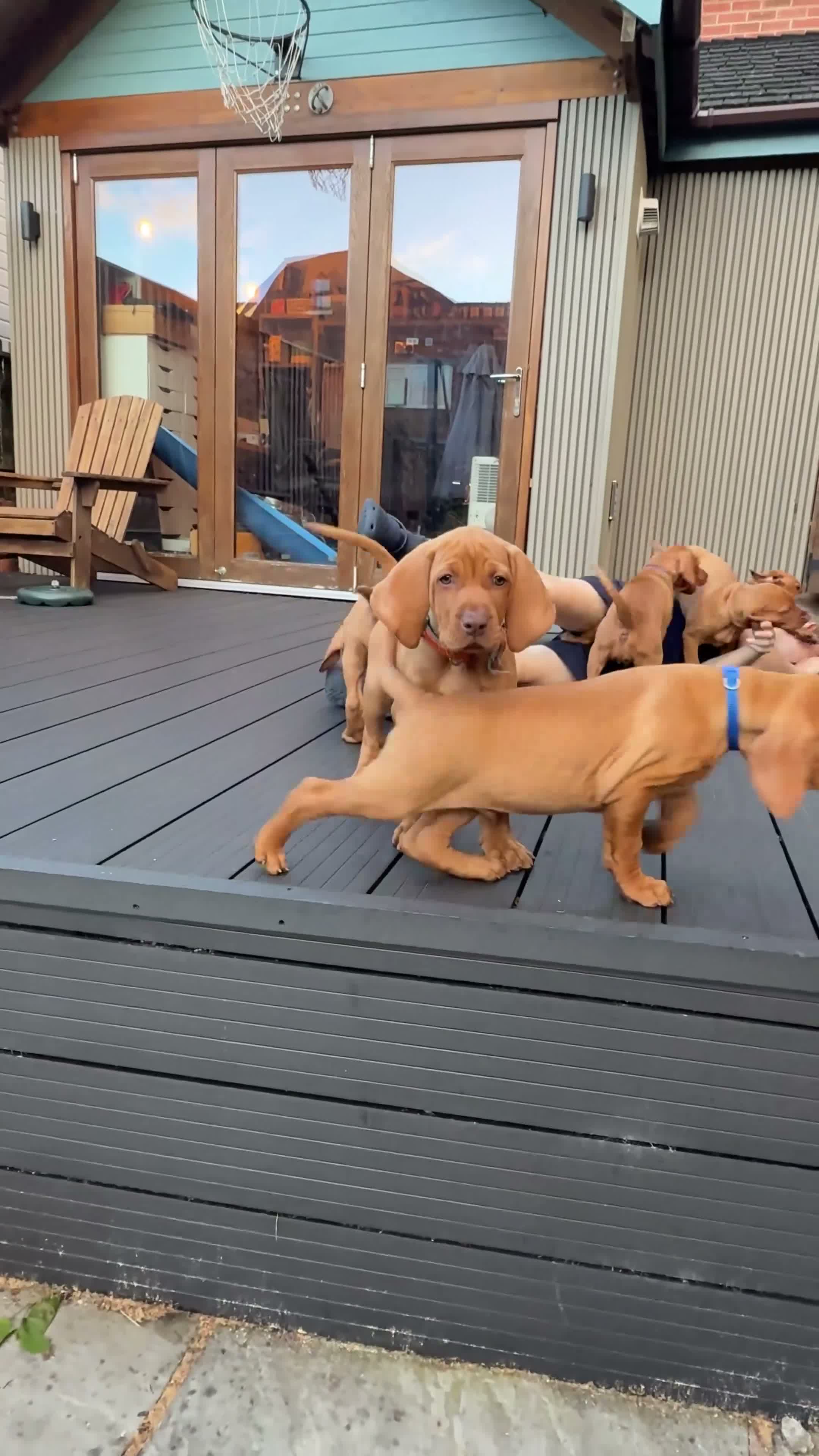 Hungarian Vizsla dogs for sale: Ready Now KC Hungarian Vizsla Puppies - Video 1