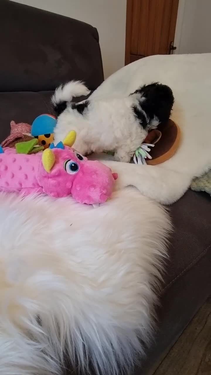 Cockapoo dogs for sale: Best Friend Sofa Companions 🥰 Fully vaccinated  - Video 1