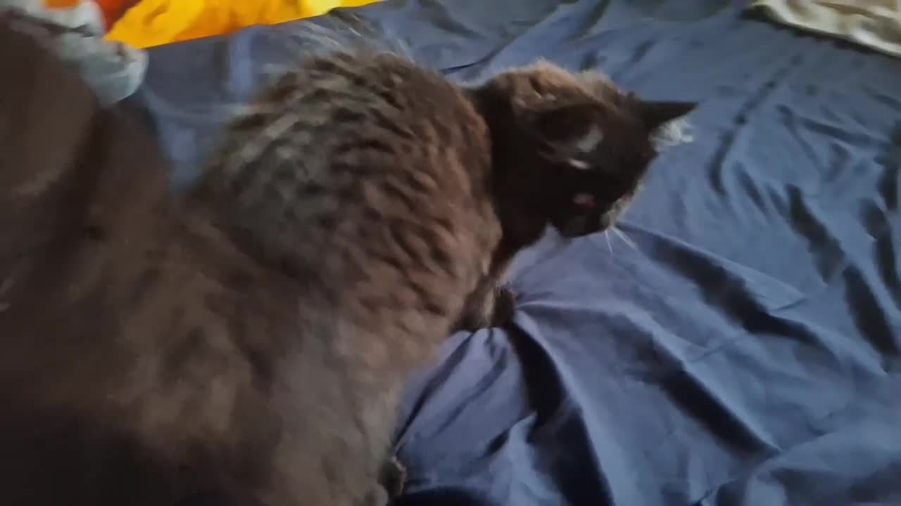 Mixed Breed cats for sale: Adorable Female Persian x Ragdoll Kitten ❤️ - Video 1