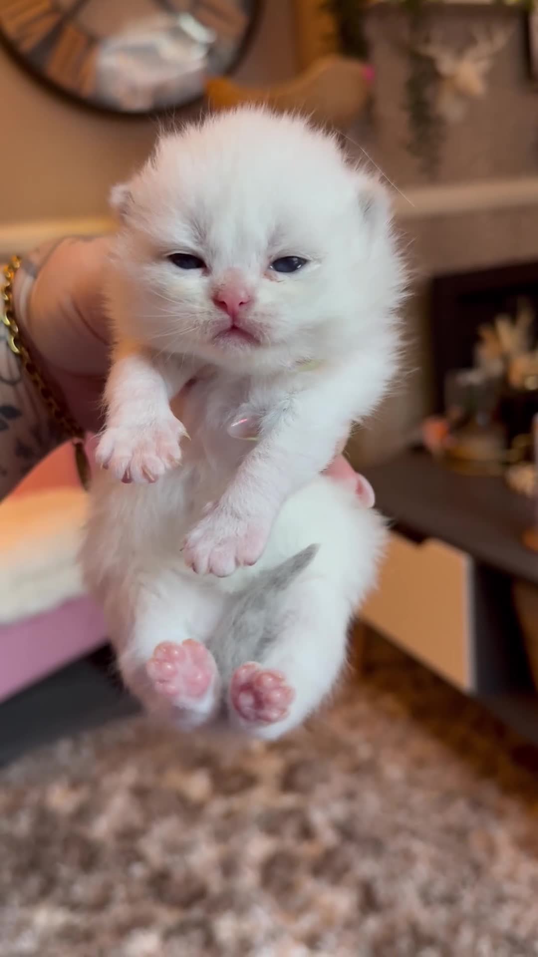 British Shorthair cats for sale: Champion line kittens 😻🥇🏆  - Video 4