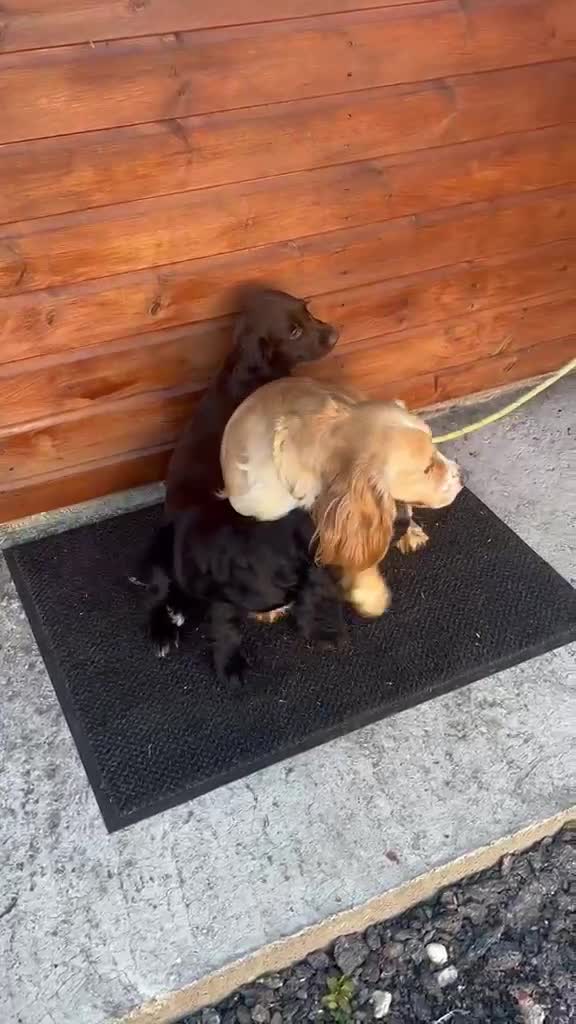 Cocker Spaniel dogs for sale: Working cocker spaniel puppies  - Video 1