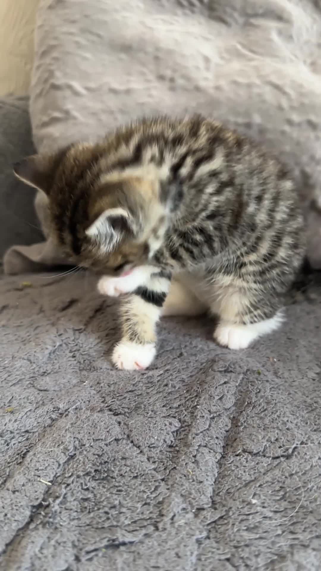 Mixed Breed cats for sale: THREE ADORABLE KITTENS, London in London - Video 2
