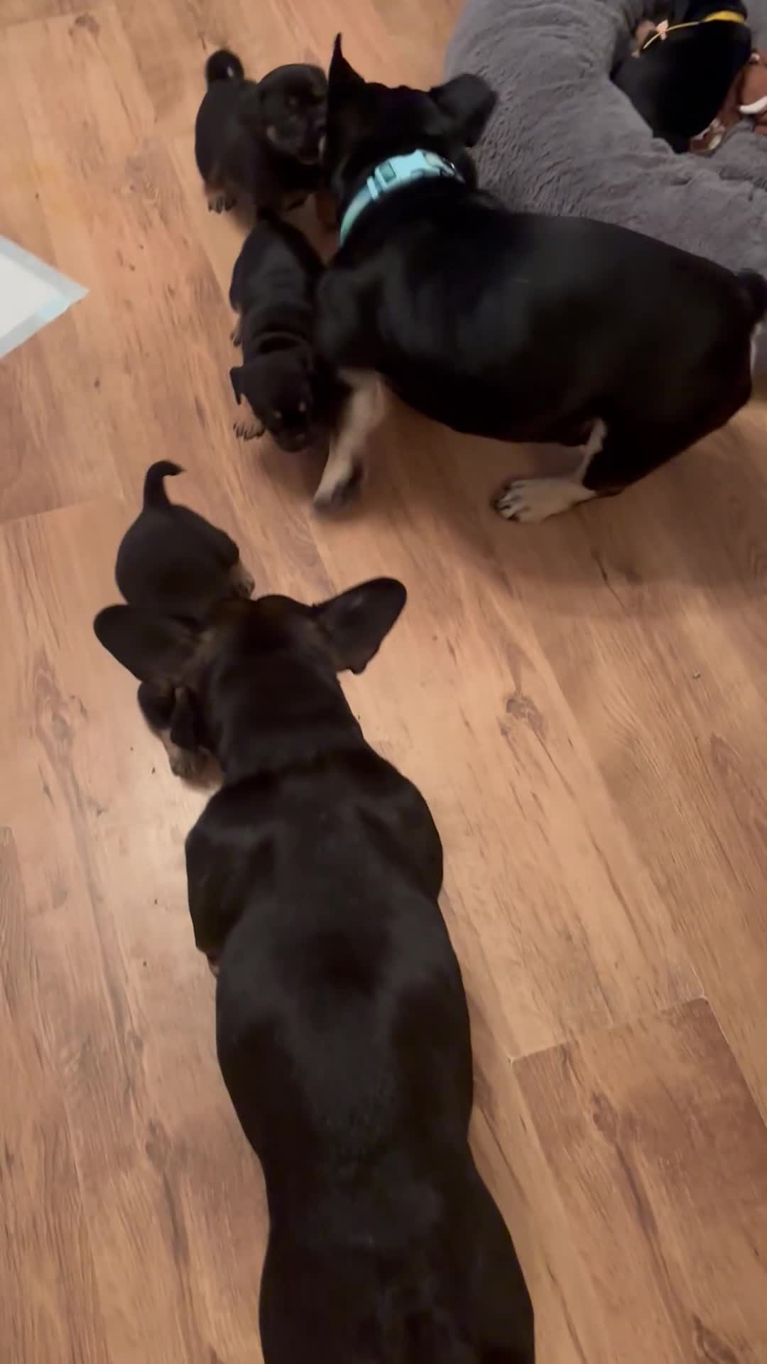 Mixed Breed dogs for sale: Beautiful puppies - Video 1