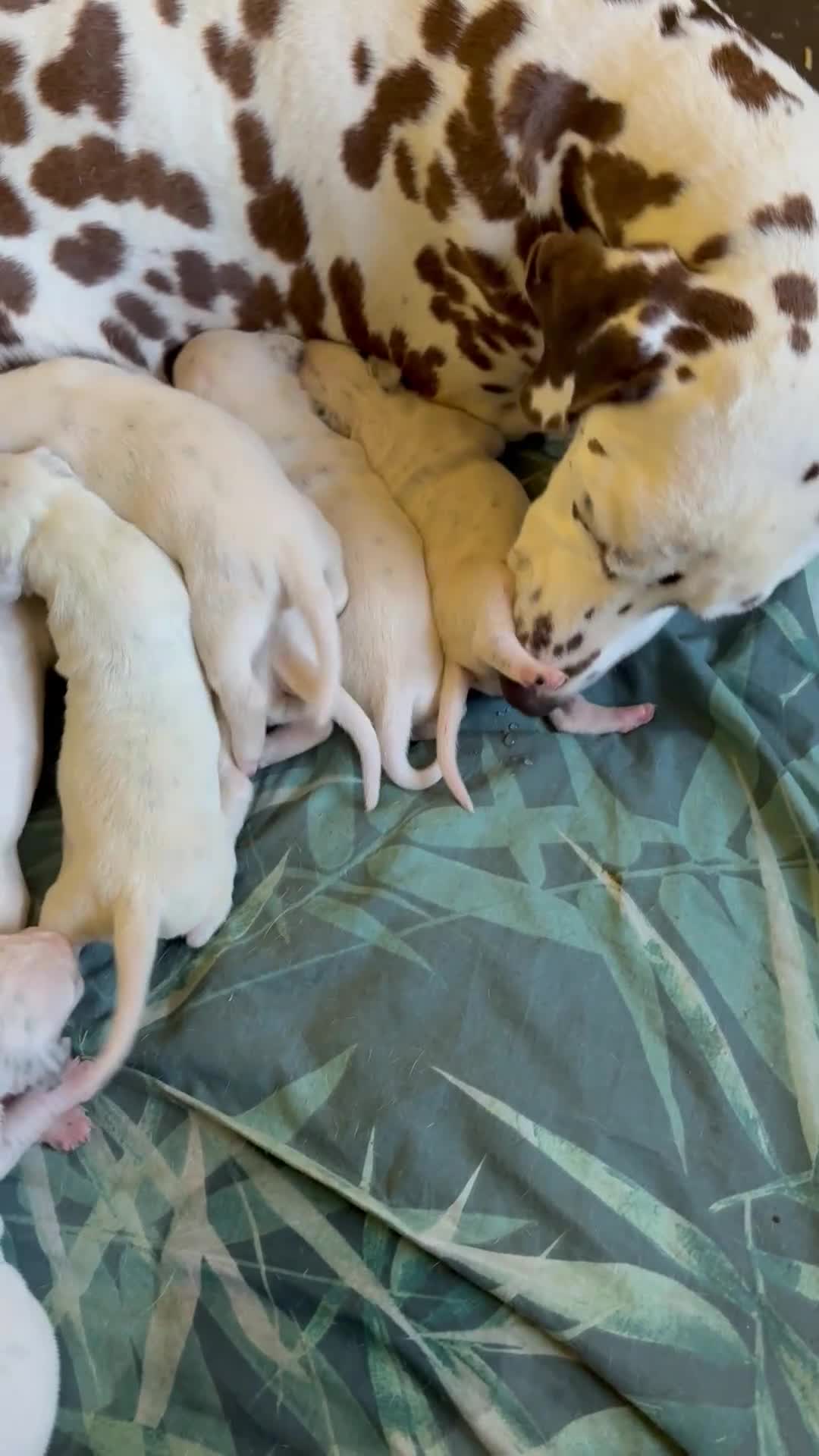Dalmatian dogs for sale: Gorgeous chunky healthy Dalmatian puppies  - Video 2