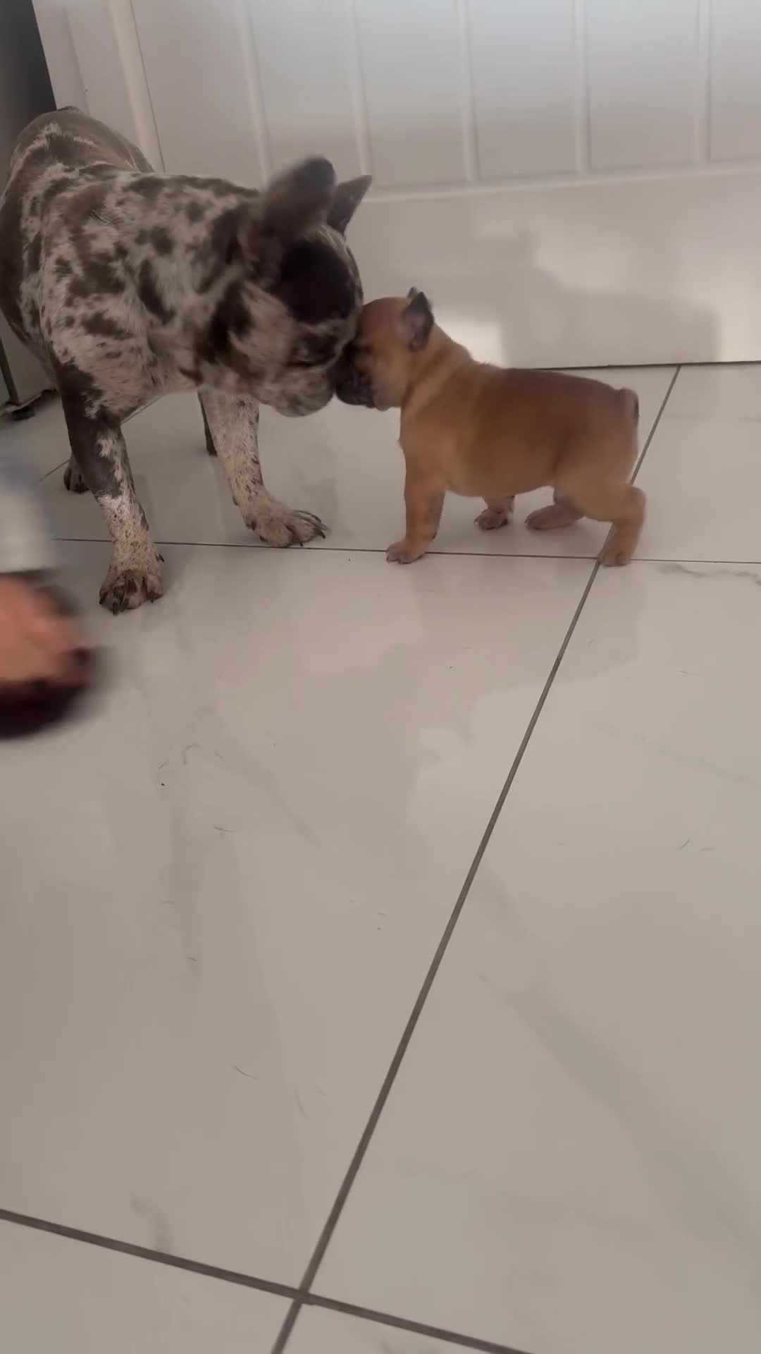 French Bulldog dogs for sale: Two beautiful girls still available  - Video 1