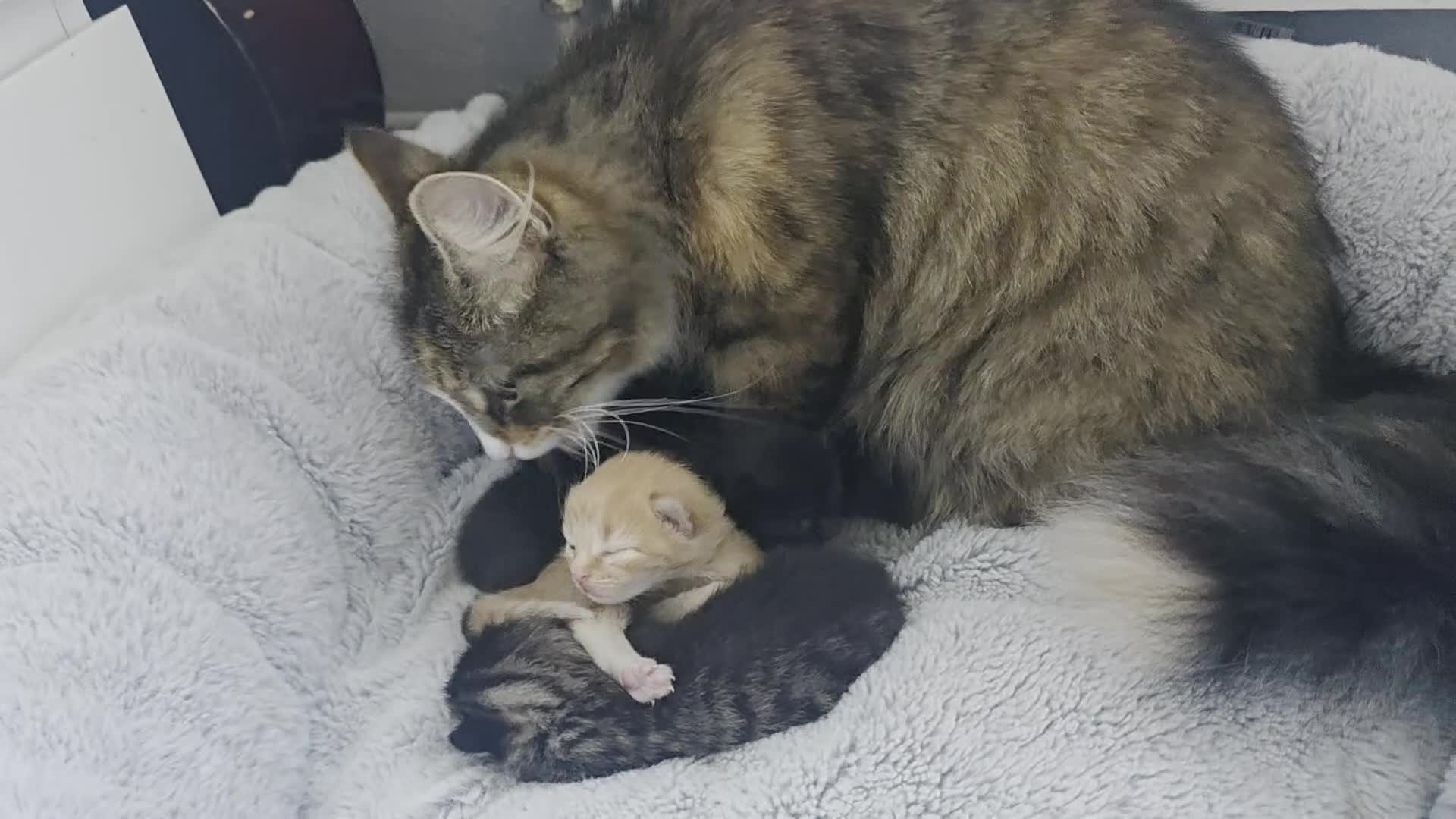 Mixed Breed cats for sale: Maine coon mix kittens  - Video 1