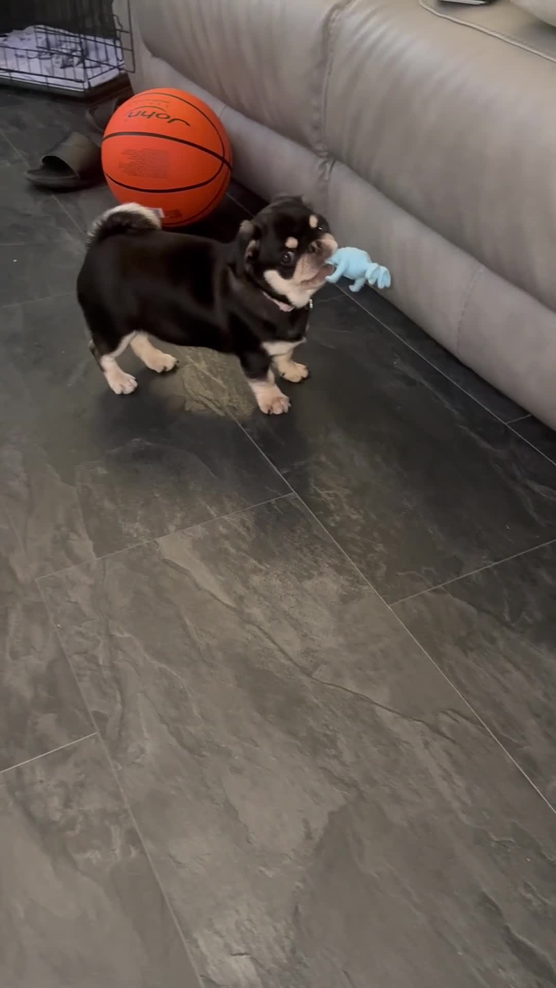 Pug dogs for sale:  Black and Tan female pug  - Video 2