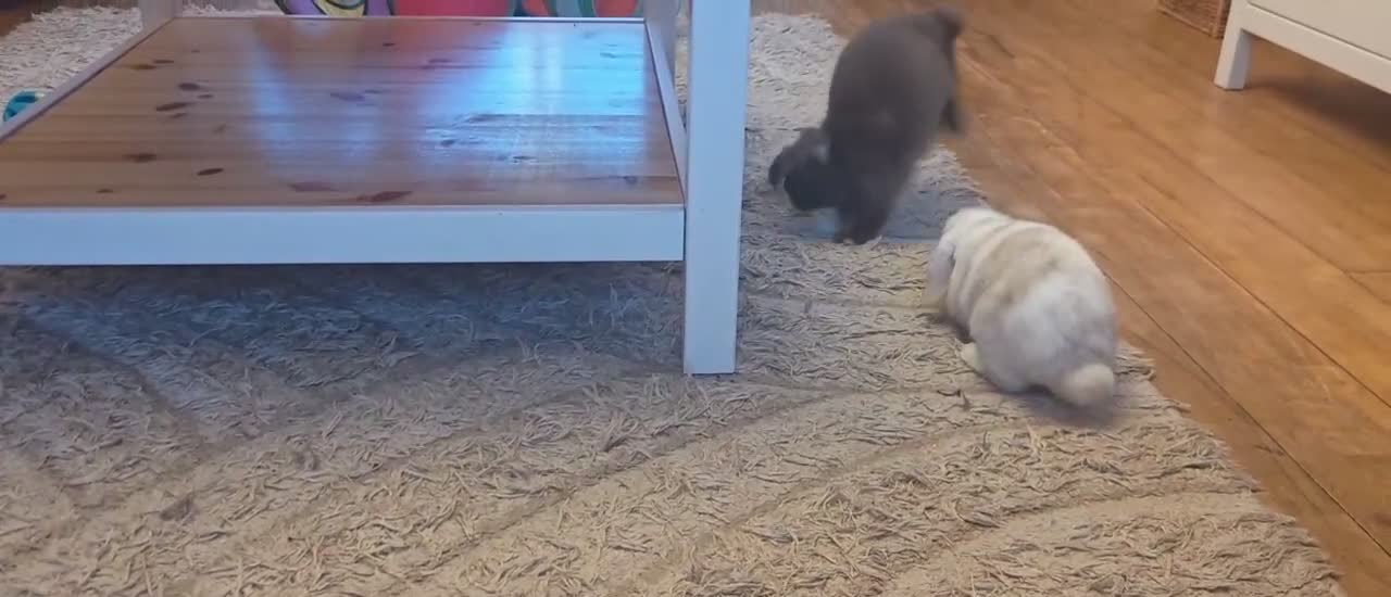 Mini Lop rabbits for sale: X 2 male mini lops - Video 1