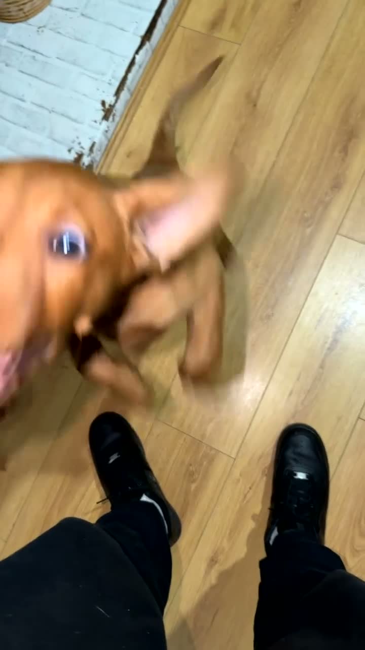 Labrador Retriever dogs for sale: Red Labrador Puppies in Milton Keynes - Video 1