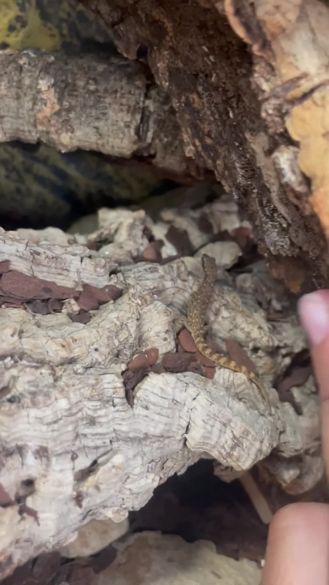 Gecko reptiles for sale: Mourning gecko enclosure and sand gecko enclosure  - Video 2