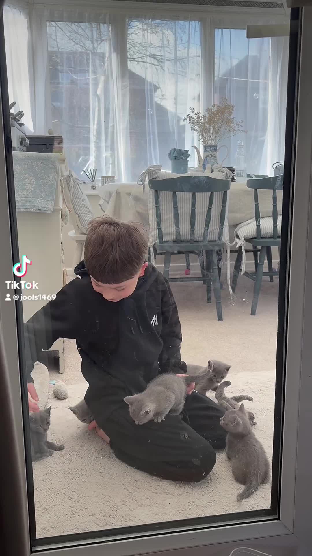 Russian Blue cats for sale: 6 Stunning GCCF Russian Blue Kittens 🐾  - Video 1