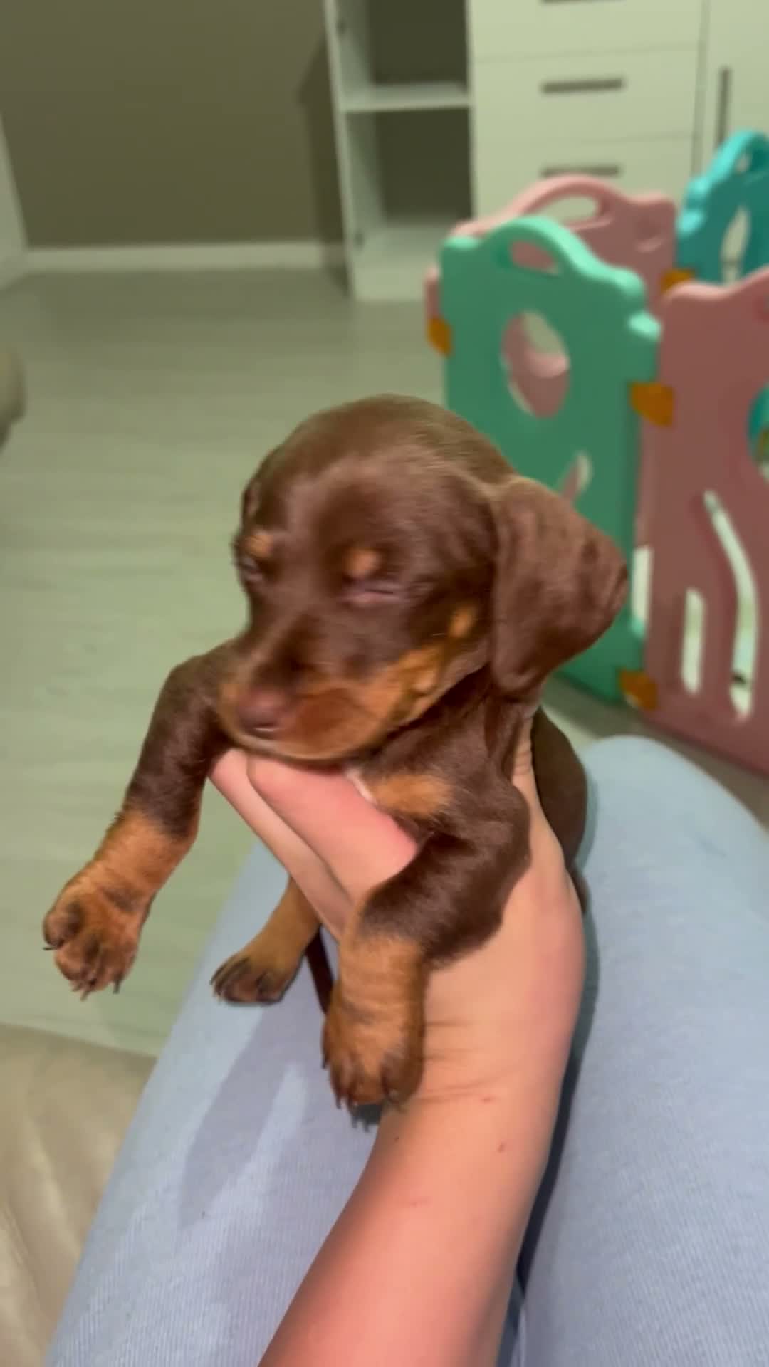 Dachshund dogs for sale: Beautiful dachshund puppies  - Video 2