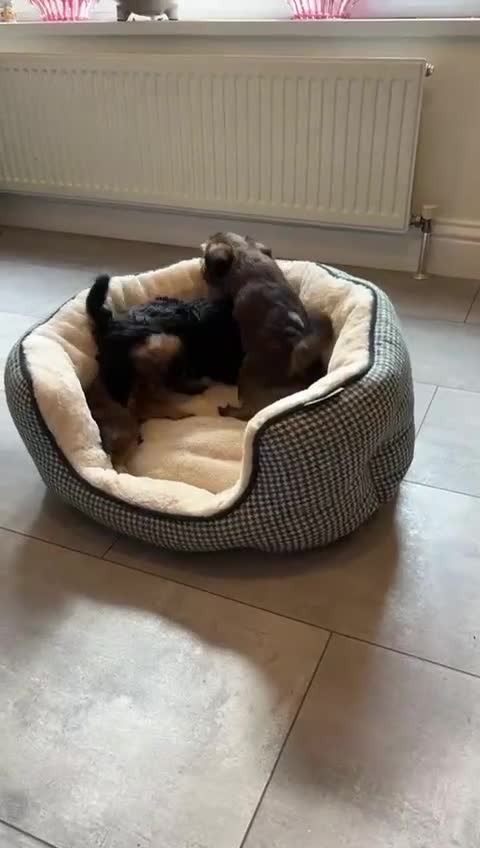 Griffon Bruxellois dogs for sale: Exceptionally confident beautys - Video 1