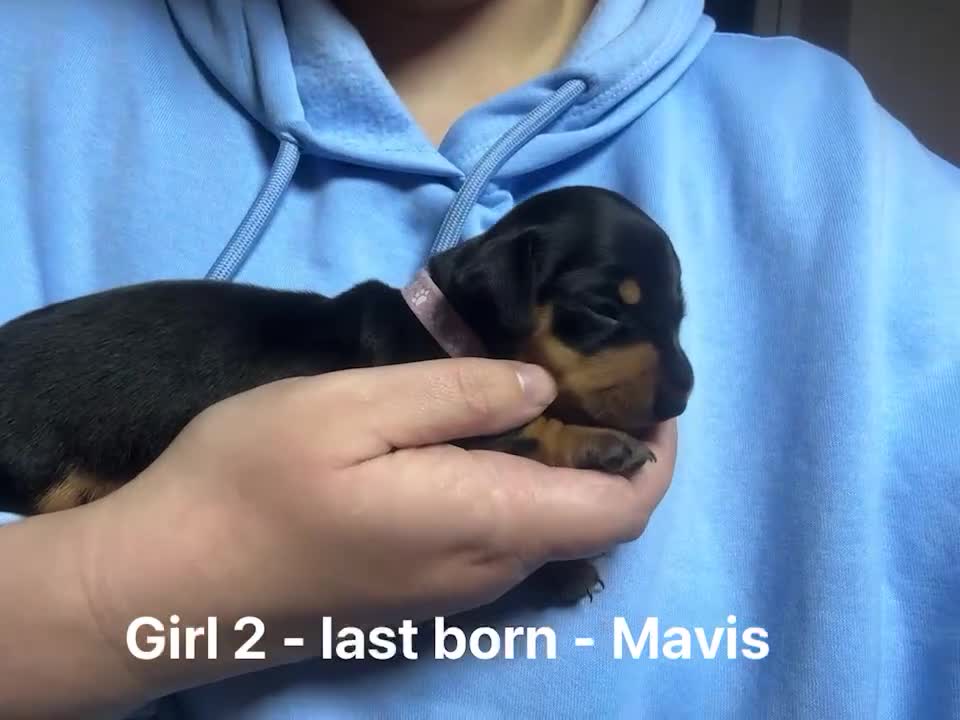 Miniature Dachshund dogs for sale: 5 gorgeous miniature dachshund puppies for sale  - Video 4