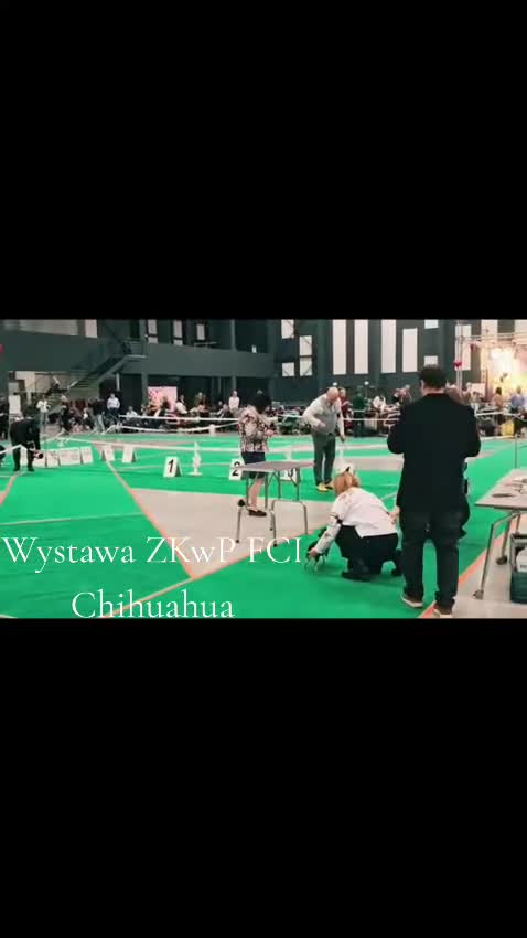 Chihuahua dogs for sale: Chihuahua Longhair Europe PL in Telford - Video 1
