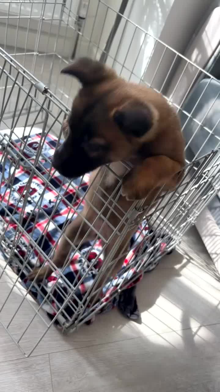 Belgian Shepherd Dog dogs for sale: 8-Week Malinois Puppy for Sale - Urgent Rehome - Video 1