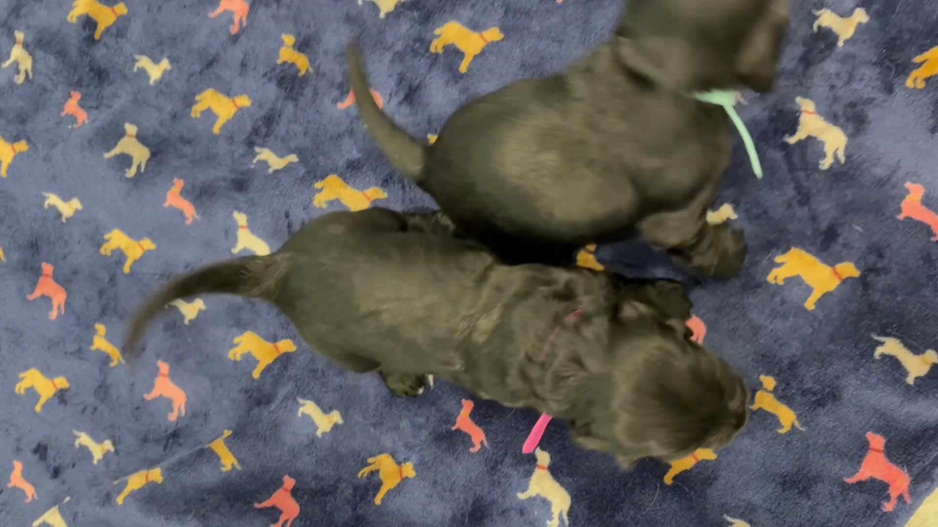 Sprocker dogs for sale: Adorable Sprocker Puppies - Video 2