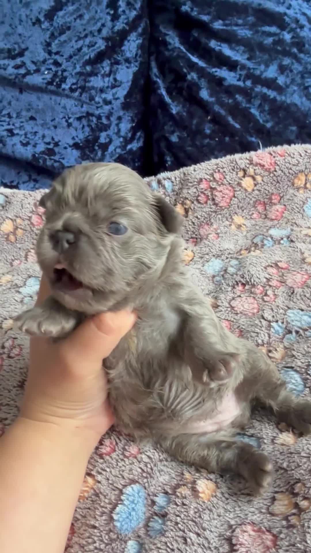 French Bulldog dogs for sale: Fluffy frenchies 🐶 - Video 2