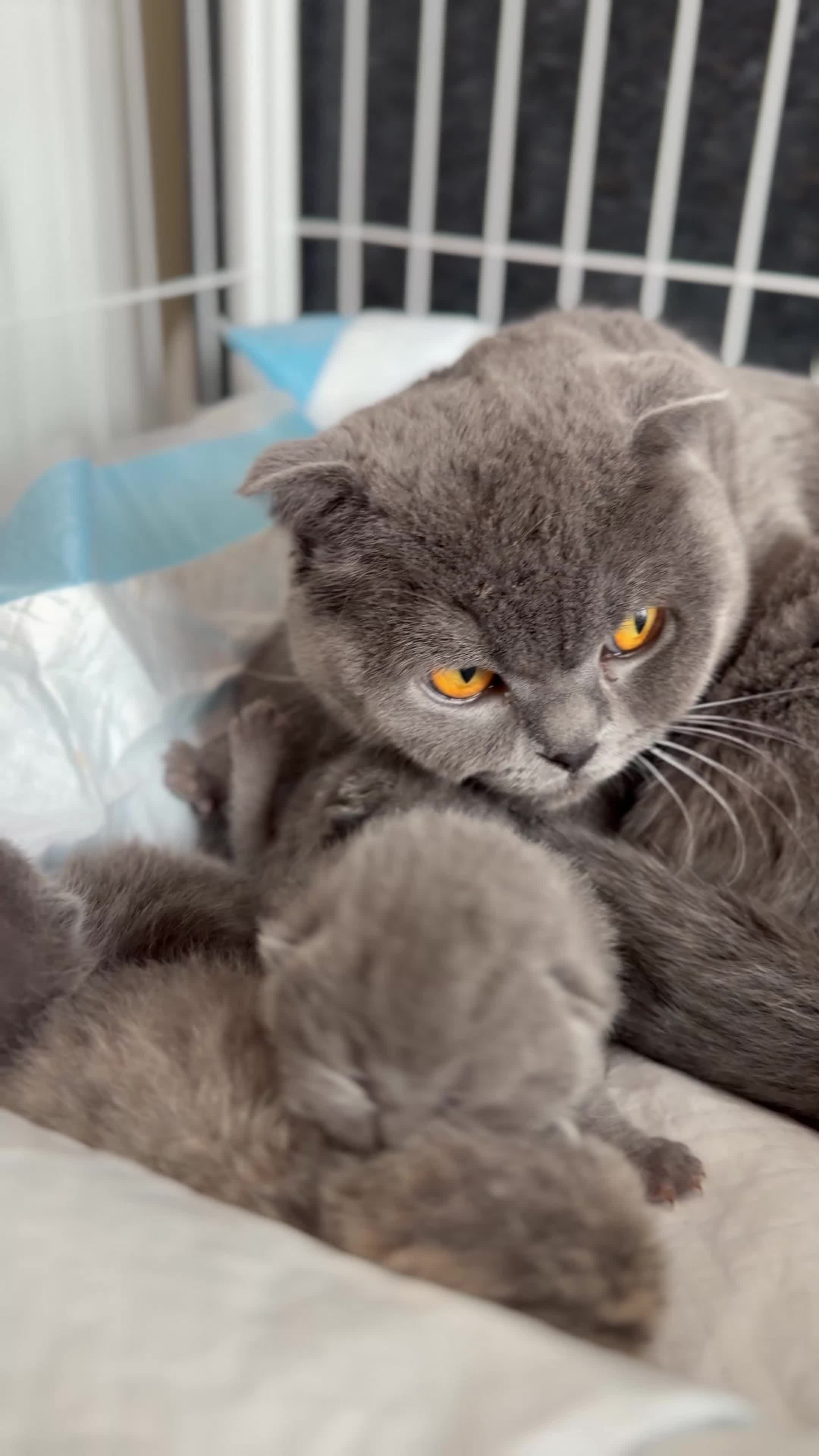 Scottish Fold cats for sale: Beautiful Scottish Fold Kittens for Sale 🐾 - Video 3