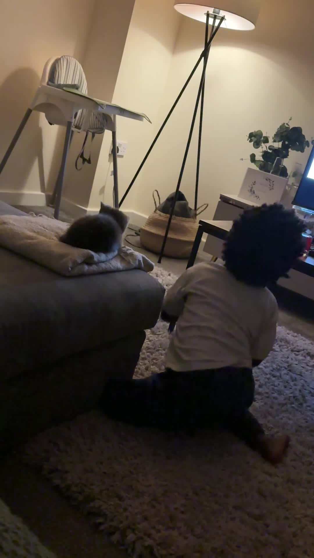 Mixed Breed cats for sale: Beautiful grey female kitten for sale  - Video 1