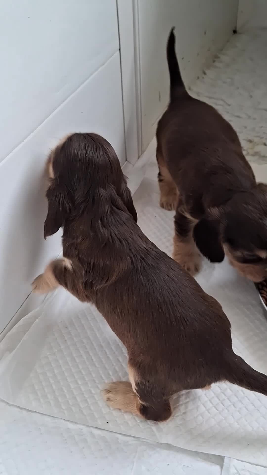Cocker Spaniel dogs for sale: Here we have a Stunning Show Cocker pup - Video 1
