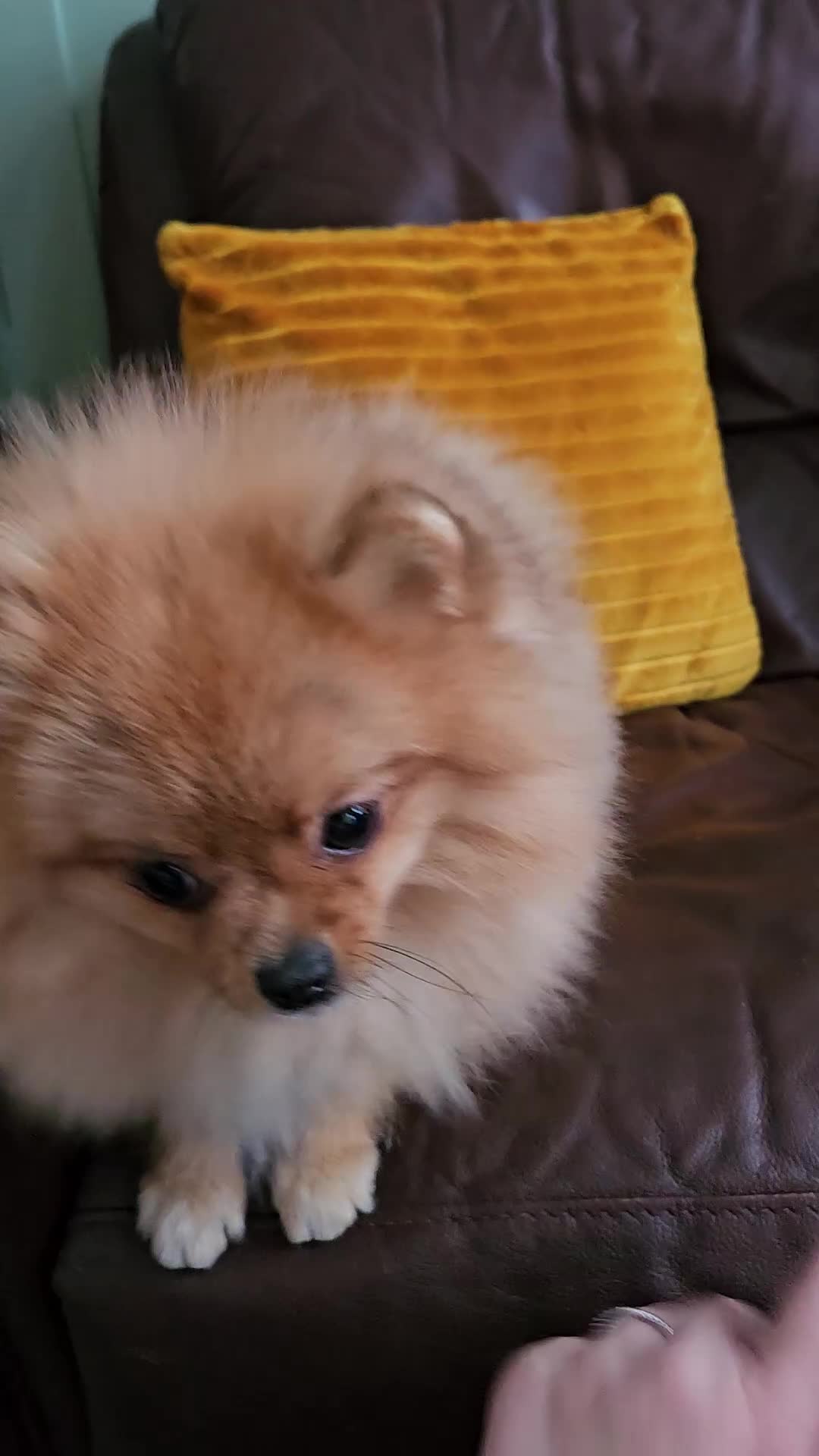 Pomeranian dogs for sale: RKC Registered Girl – 11 Months Old, Tiny 2.1kg - Video 1