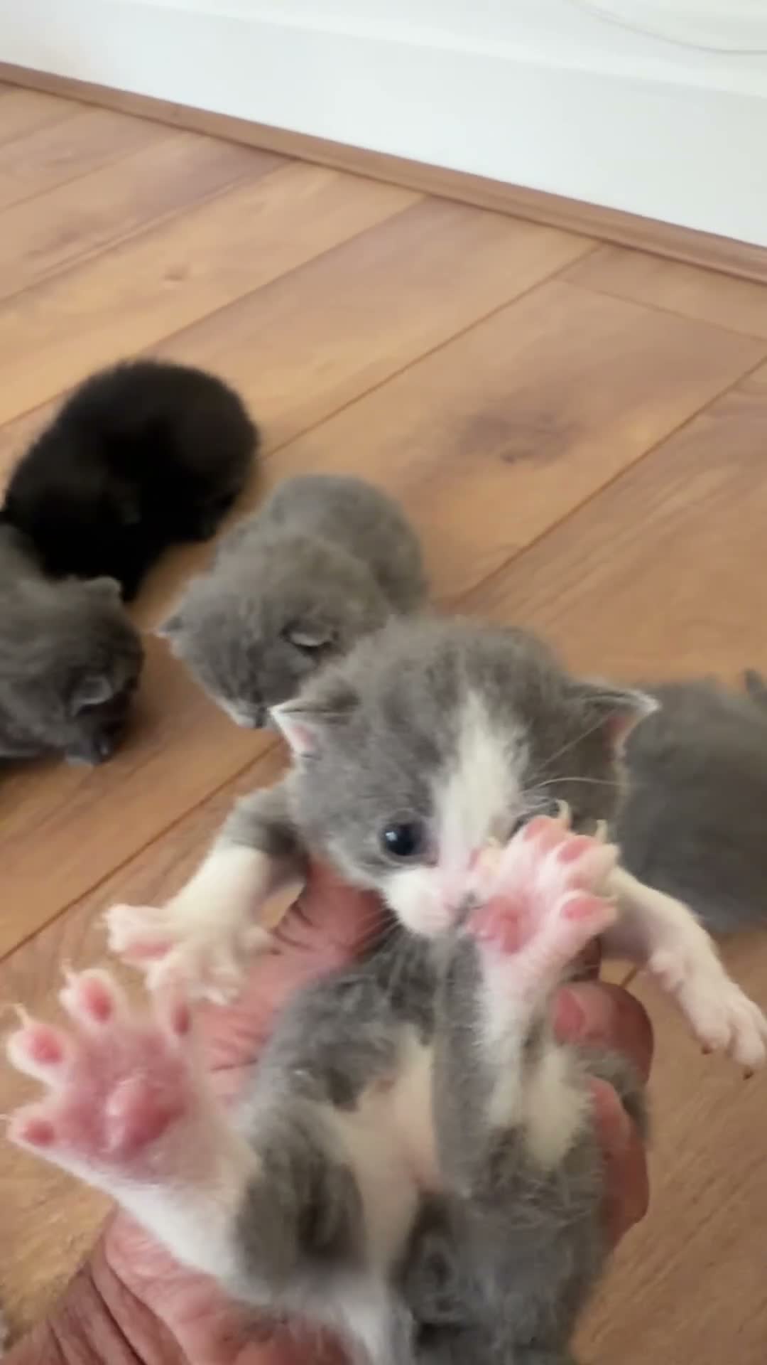 British Shorthair cats for sale: Beautiful British Shorthair Kittens - Video 1