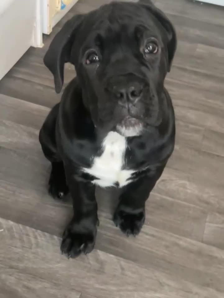 Cane Corso dogs for sale: Cane corso Russian champ bloodline puppies  - Video 4