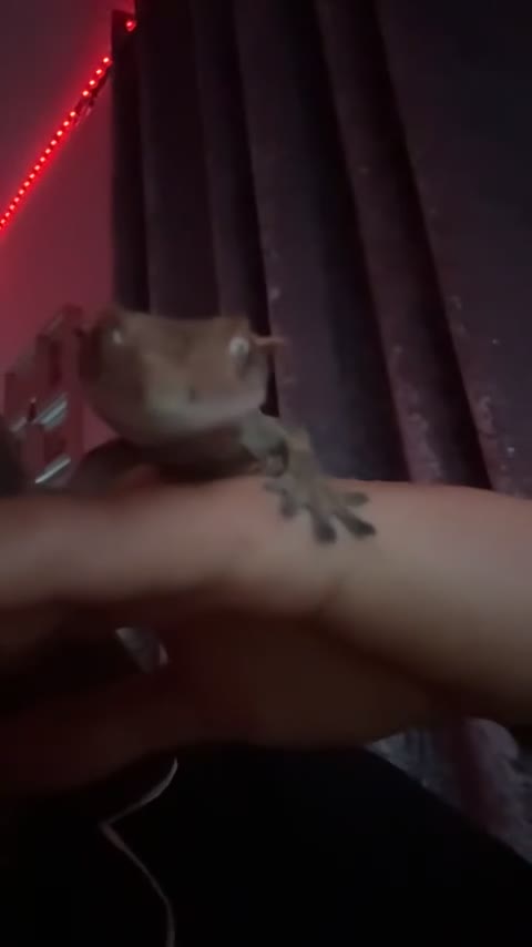 Gecko reptiles for sale: crested gecko for rehoming  in Leyland - Video 1