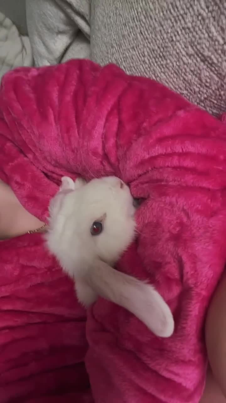 Mini Lop rabbits for sale: Twinkle - Video 1