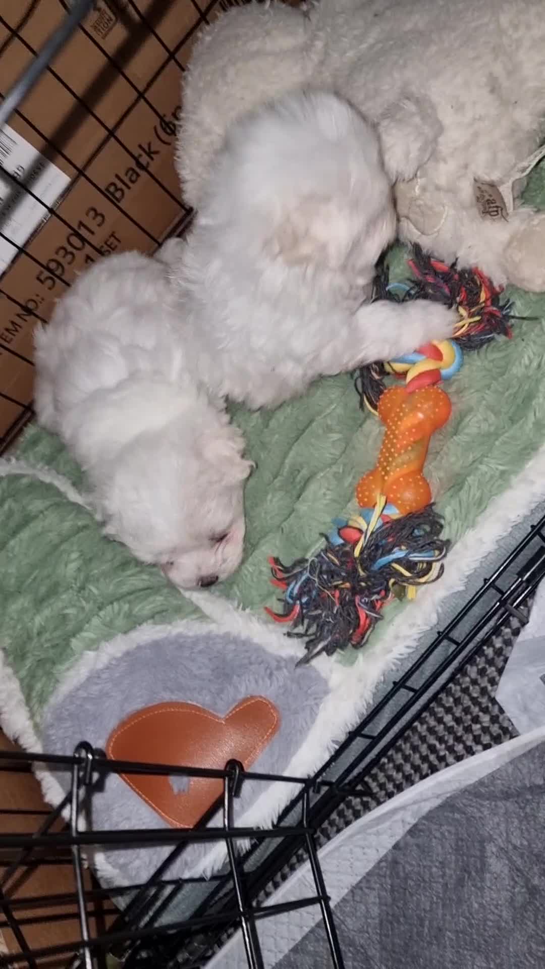 Maltese dogs for sale: Maltese Puppies – Hypoallergenic – Available 19/12 - Video 2