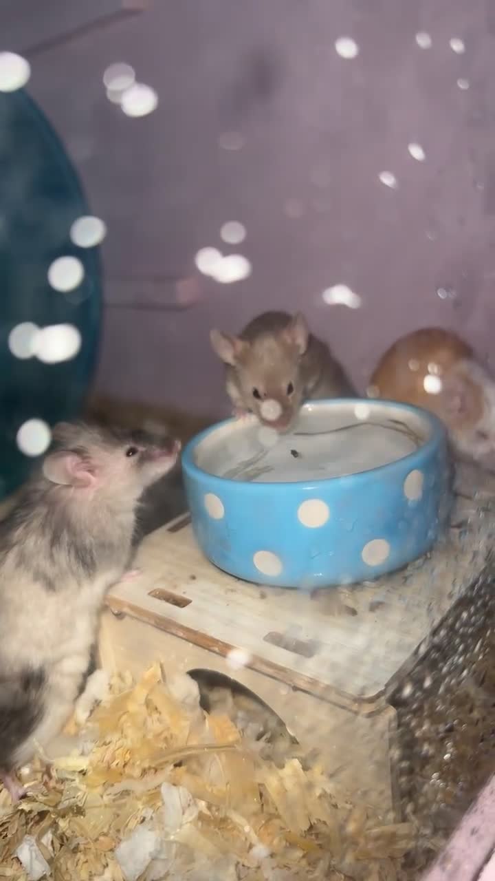 Mouse rodents for sale: Three male mice - Video 3