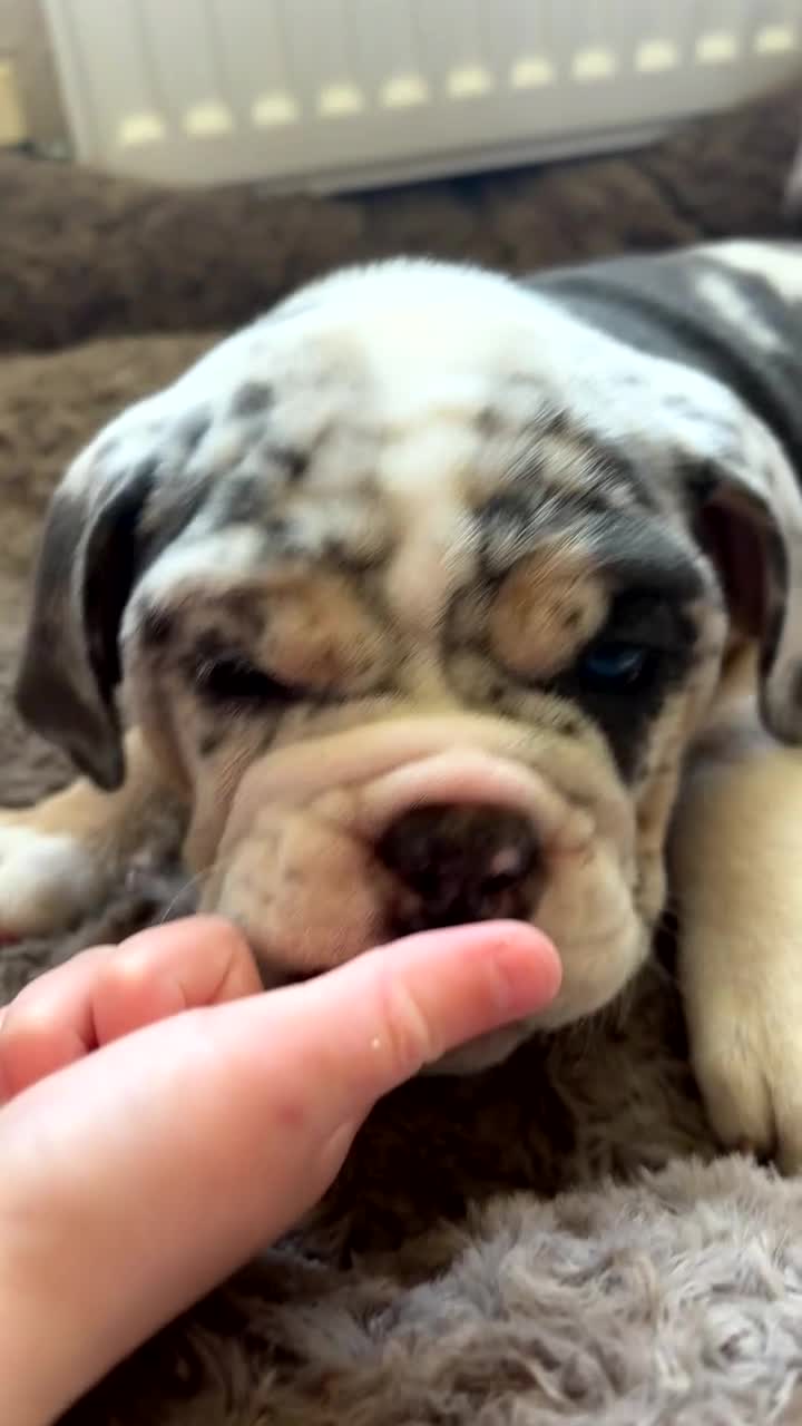 Olde English Bulldogge dogs for sale: Mabel  - Video 2