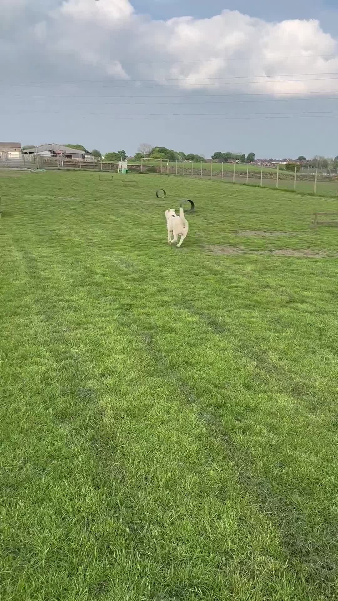 Akita dogs for sale: American Akita - Video 1