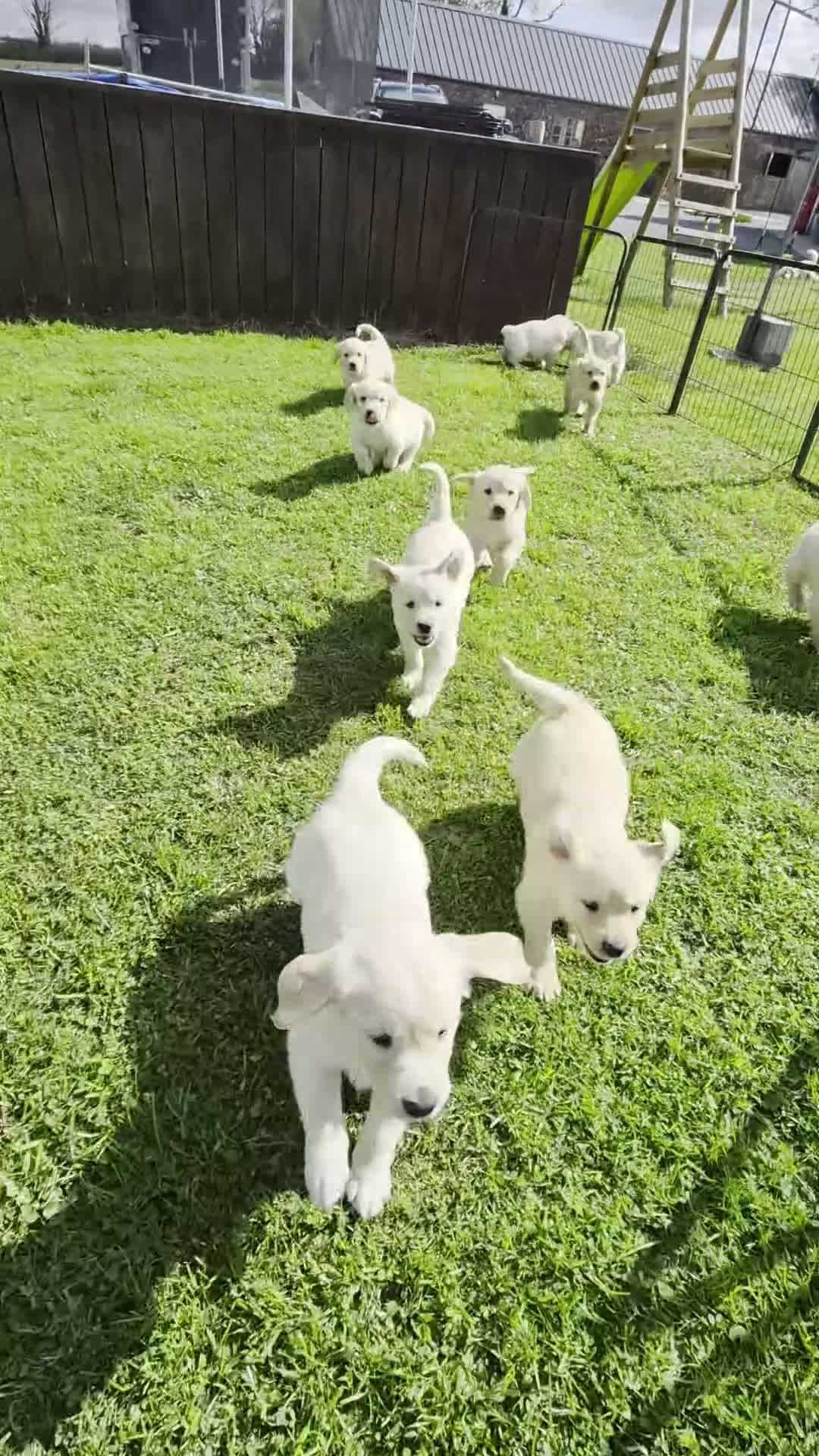 Golden Retriever dogs for sale: KC GOLDEN RETRIEVER PUPPIES  - Video 1