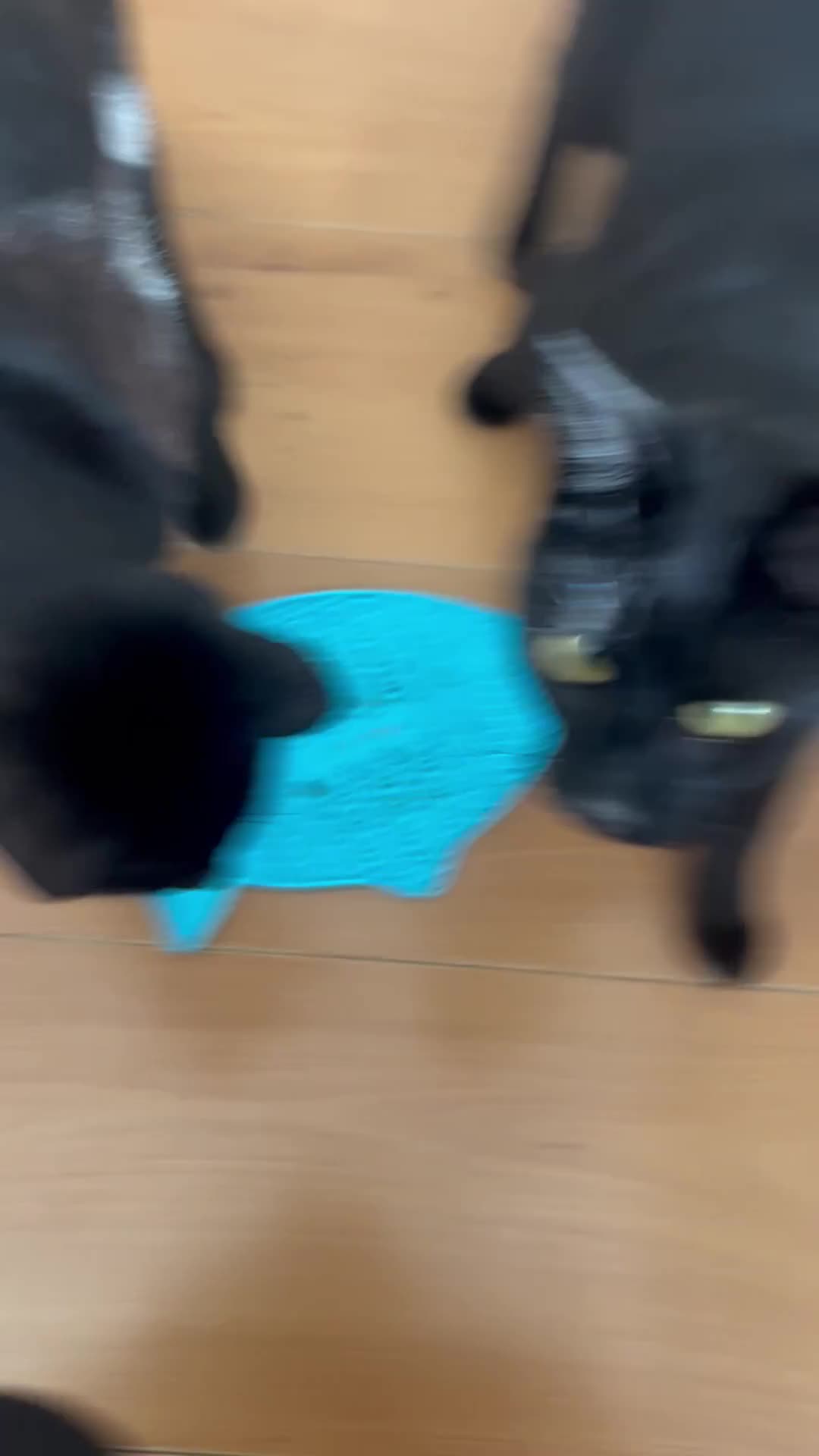 Domestic Shorthair cats for sale: Bonded Black Tabby Kittens – to Loving Home - Video 1