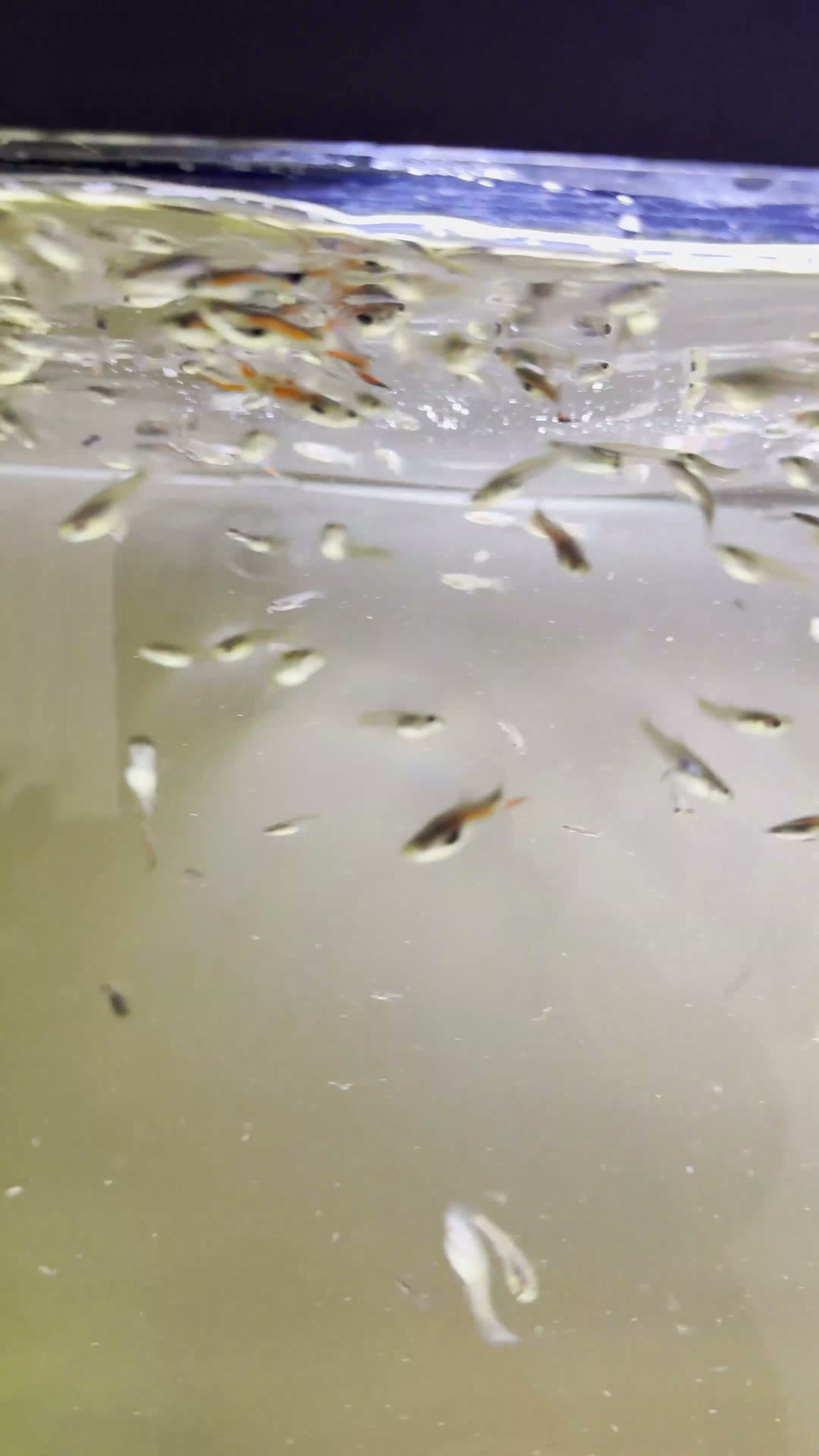 Live Bearers fish for sale: ENDLER GUPPIES in Uxbridge - Video 1