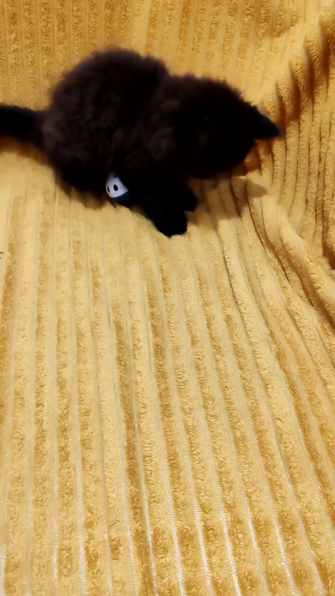 Mixed Breed cats for sale: Half Maine Coon kittens VIDEOS - Video 2