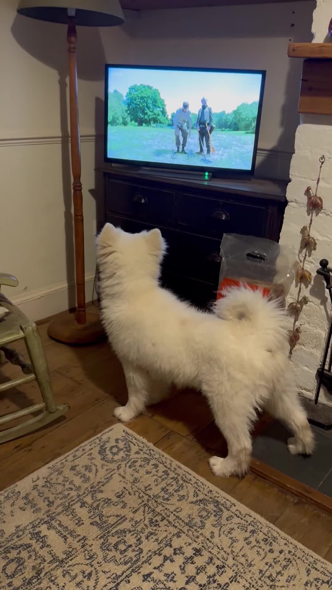 Samoyed dogs for sale: 1-year Samoyed - Video 1